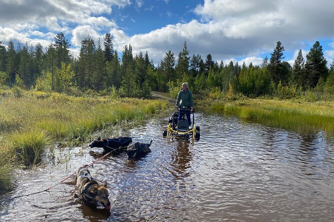 Autumn Husky Sit and Drive Cart Tour from Kiruna - Where you start at Husky Tours Lapland (Svappavaara) and the small-group setup