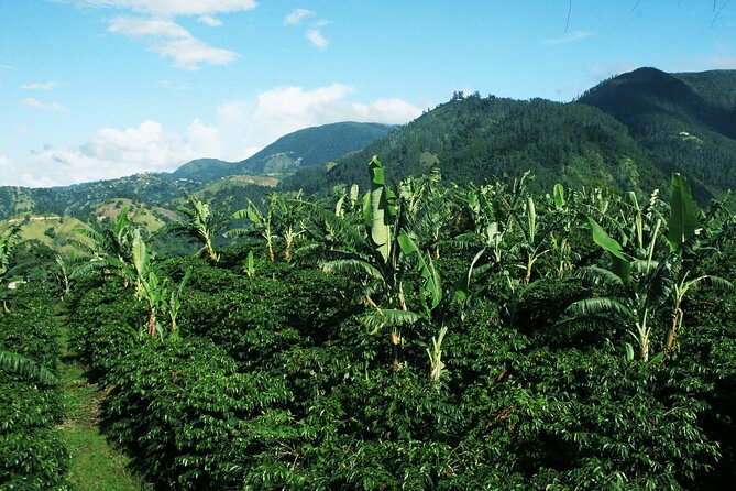 Blue Mountain Coffee, Bob Marley and Art Tour from Montego Bay - Spanish Town Emancipation Square: a quick start with 1534 roots