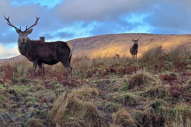 Braveheart Tour Mountains Lochs Castles and Battlefields - Killin Village Time and Queen Elizabeth Forest Park Walks