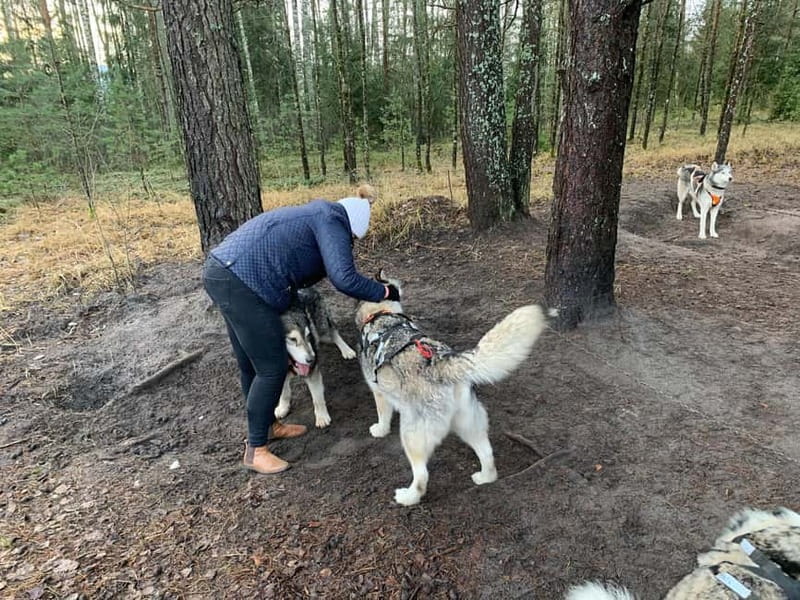 From Riga: Husky Sledding or Wheel Kart Tour - Key highlights at a glance