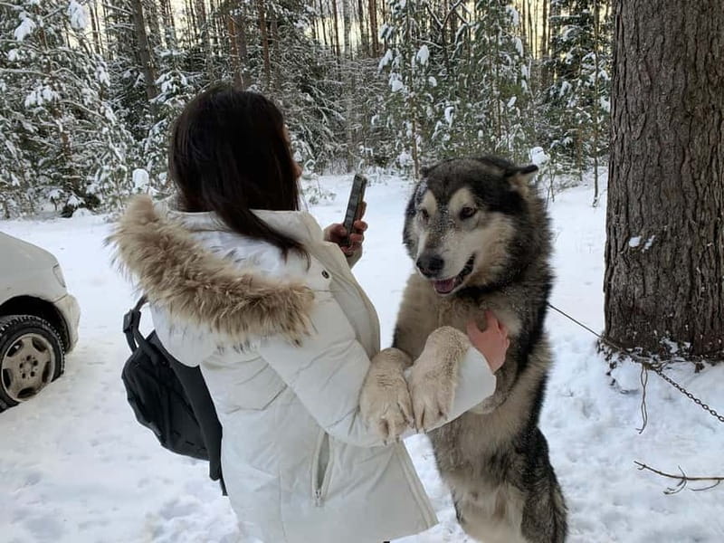 From Riga: Husky Sledding or Wheel Kart Tour - Riga to Ogre Forest Park: the drive that matters