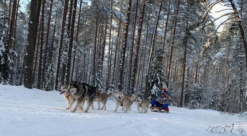 From Riga: Husky Sledding or Wheel Kart Tour - The 3 km husky sled ride: what “musher time” really feels like