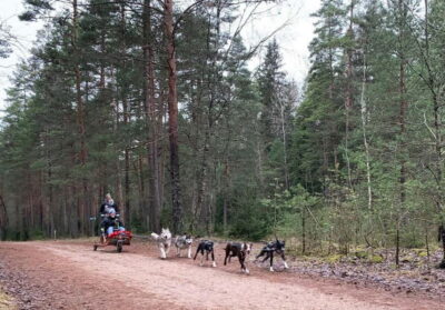 From Riga: Husky Sledding or Wheel Kart Tour - Meeting the huskies and Malamutes: more than a quick hello