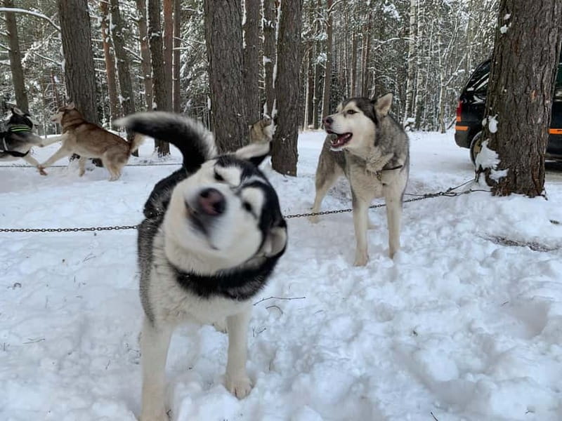 From Riga: Husky Sledding or Wheel Kart Tour - If there’s no snow: wheel kart riding when you swap sleds