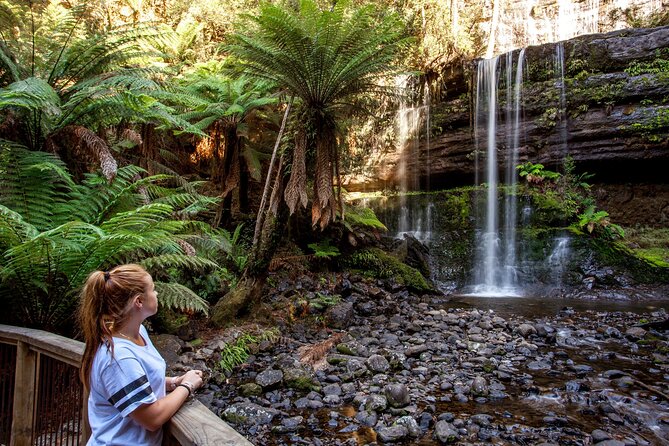 Hobart: Waterfalls, Wilderness & Wildlife - Active Day Tour - Tall Trees Track on the Three Falls circuit: the Swamp Gums are the headline