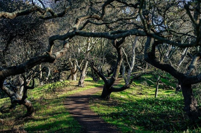 Private City Kickstart Tour:The Castro & Mission District - Mission Dolores Park: a local break with real views