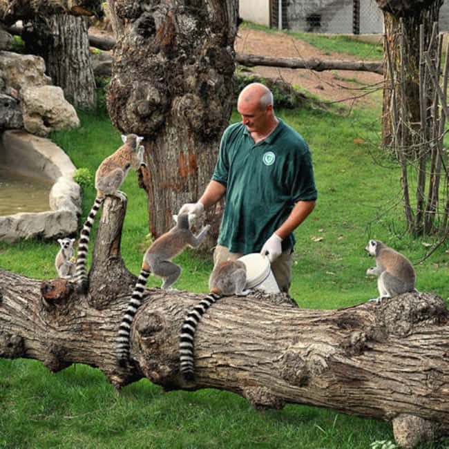 Rome: Zoo entry ticket + Villa Borghese Golf Cart Tour - Villa Borghese by Golf Cart: 30 Minutes to Get Your Bearings