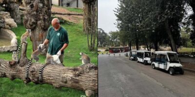 Rome: Zoo entry ticket + Villa Borghese Golf Cart Tour - Mostra dell’Acqua Felice: Where the Day Begins