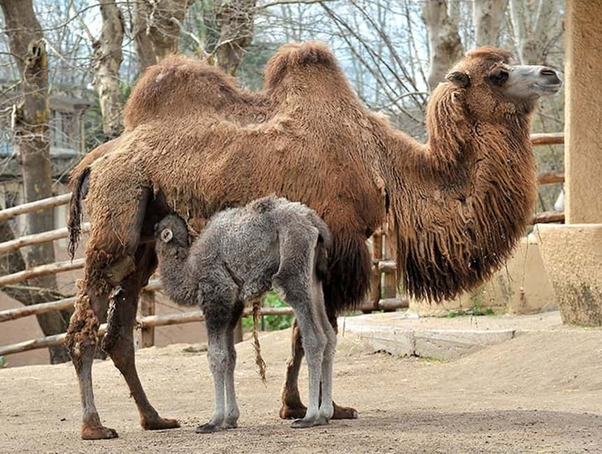 Rome: Zoo entry ticket + Villa Borghese Golf Cart Tour - Bioparco di Roma: Skip the Ticket Line and Go Straight to Animals