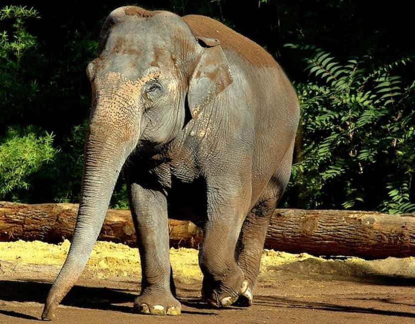 Rome: Zoo entry ticket + Villa Borghese Golf Cart Tour - Price and Value: Is $93 Per Person Fair?