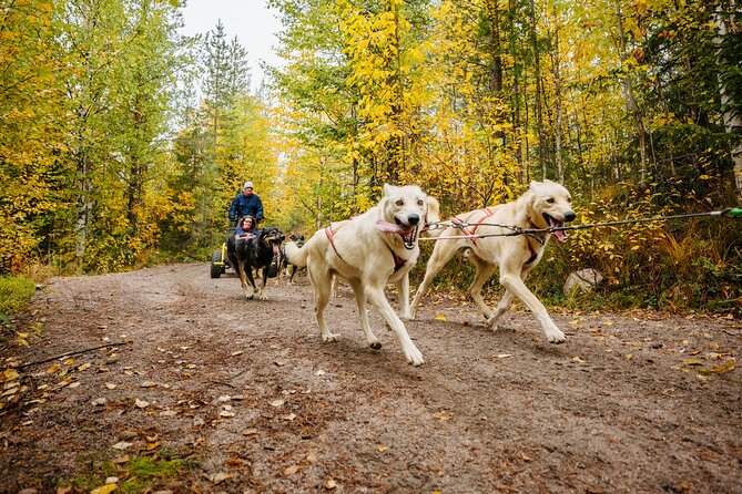 Rovaniemi: Born to Run 4km Self driven Husky Cart tour in Autumn - Key Things That Make This Husky Cart Tour Worth It