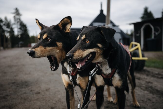 Rovaniemi: Born to Run 4km Self driven Husky Cart tour in Autumn - Driving Your Own Cart on a 4 km Wooded Route