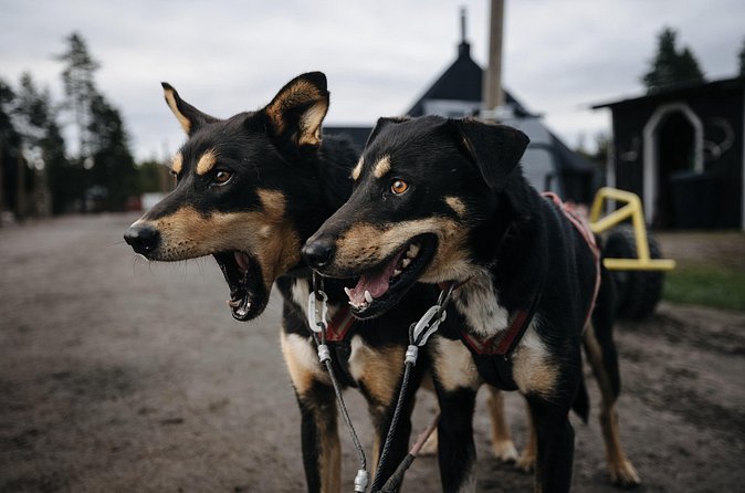 Rovaniemi: Born to Run 4km Self driven Husky Cart tour in Autumn - What Warmth, Hot Juice, and Cookies Actually Mean for Comfort