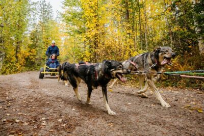 Rovaniemi: Born to Run 4km Self driven Husky Cart tour in Autumn - How the Temperature Rule Protects the Dogs (And Shapes Your Plan)