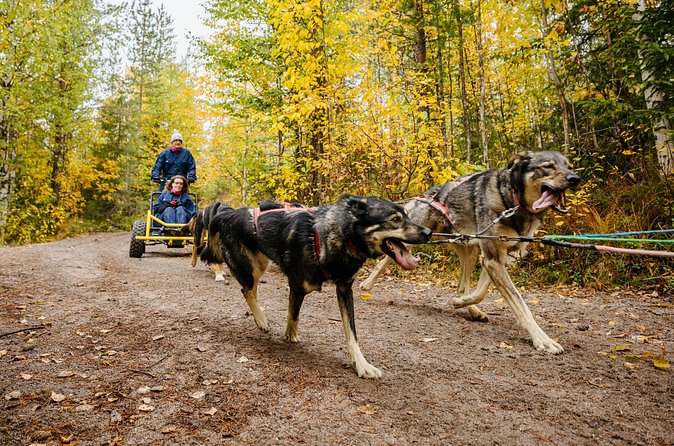 Rovaniemi: Born to Run 4km Self driven Husky Cart tour in Autumn - Price in Context: What You’re Paying For at $225.88