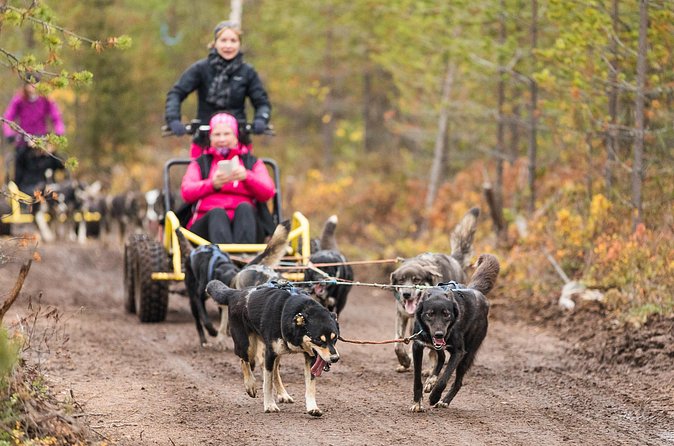 Rovaniemi: Born to Run 4km Self driven Husky Cart tour in Autumn - The Evidence in the Numbers: 5 Stars and 100% Recommendation
