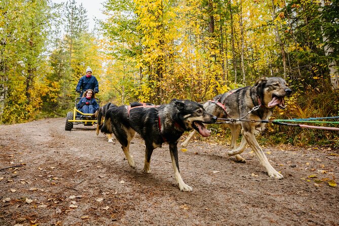 Rovaniemi: Born to Run 4km Self driven Husky Cart tour in Autumn - How the Temperature Rule Protects the Dogs (And Shapes Your Plan)