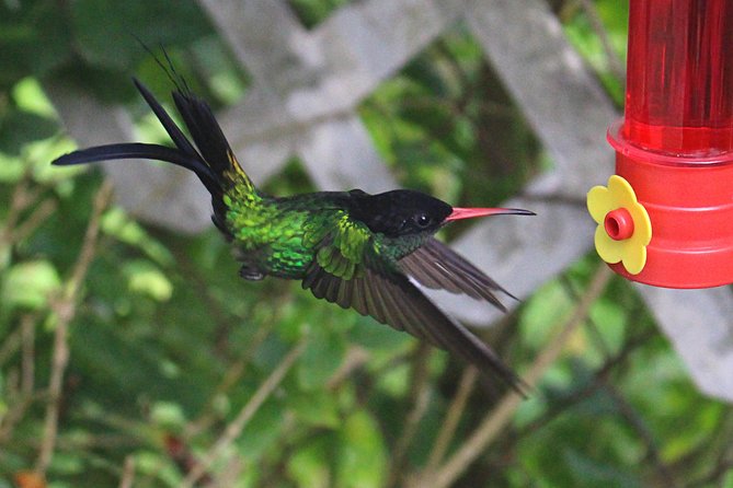 Skip the Line: Ahhh Ras Natango Gallery and Garden Admission Tickets - Key takeaways before you go