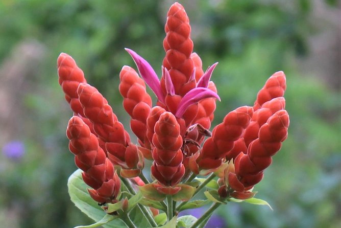 Skip the Line: Ahhh Ras Natango Gallery and Garden Admission Tickets - The hosts and guides: story-led, not just facts