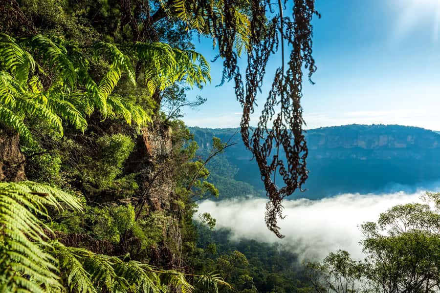 Sydney: Blue Mountains Late Start: Walks, Wildlife & Dinner - Price and value: what $210 buys you (and what to watch for)