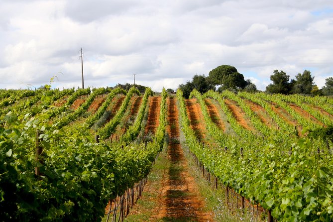 Wine Tasting and Art Tour - Who should book this tour (and who should skip)