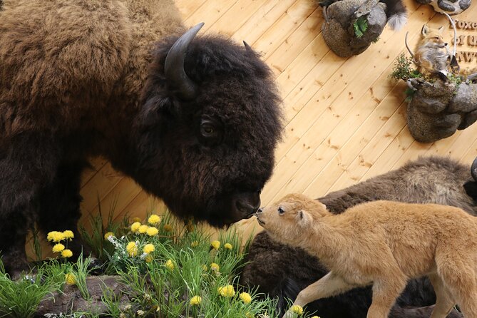 Yellowknife City Tour + Nature's North Wildlife Gallery - Old Town and N’dilo: the earliest Dene settlement stories